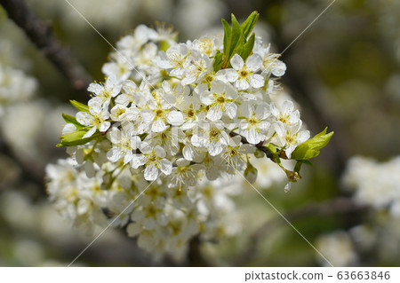 修剪花 修剪花 63663846