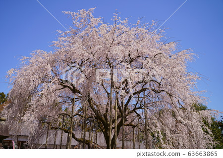 Weeping cherry blossoms of Asuwa Shrine 63663865