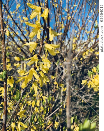 Yellow flower 63664012