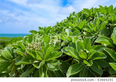View from Miyakojima Ikeama Bridge 63664291
