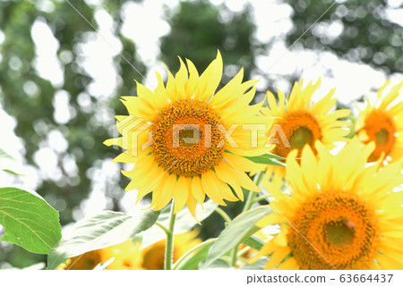 sunflower	 63664437