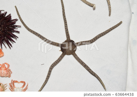 Japanese spider starfish? Specimen Japanese spider starfish? Specimen 63664438