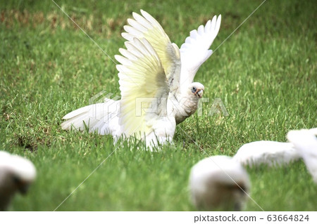 Akabi time daughter Akabi time daughter 63664824