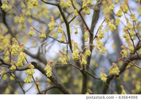 Corylopsis spicum flower 63664998