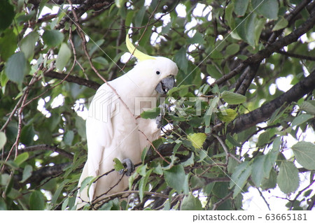 Kibatan grabbing a branch dexterously Kibatan grabbing a branch dexterously 63665181