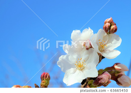 Cherry Blossoms	 63665450