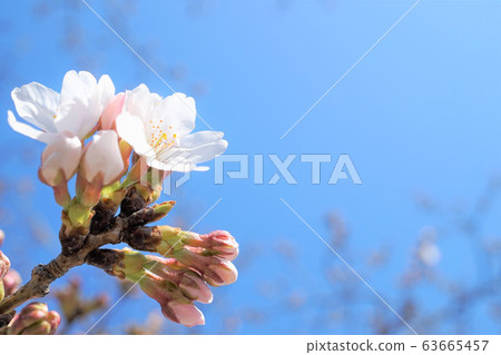 Cherry Blossoms Cherry Blossoms 63665457