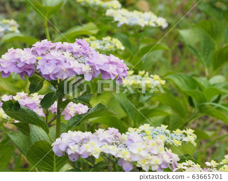 Hydrangea's hydrangea Hydrangea's hydrangea 63665701