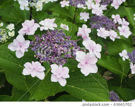 Hydrangea's hydrangea Hydrangea's hydrangea 63665702