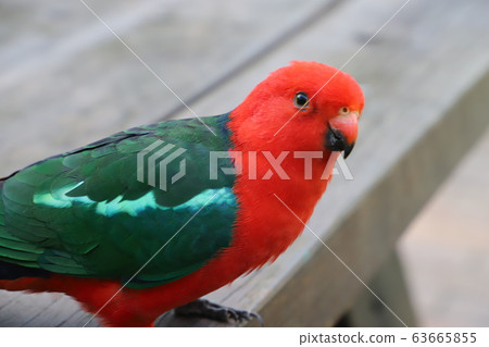 Red Lorikeet Red Lorikeet 63665855