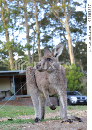 Wild kangaroo Wild kangaroo 63665857