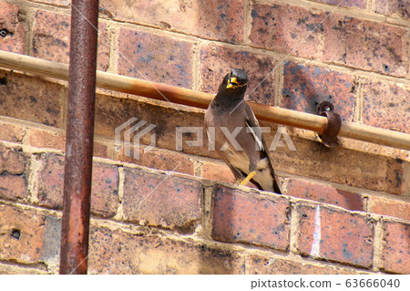 印度辣椒 63666040