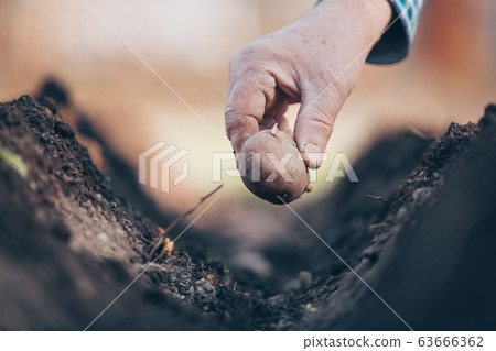 Close up of man hand planting potatoes on his huge garden, gardening concept Close up of man hand planting potatoes on his huge garden, gardening concept 63666362