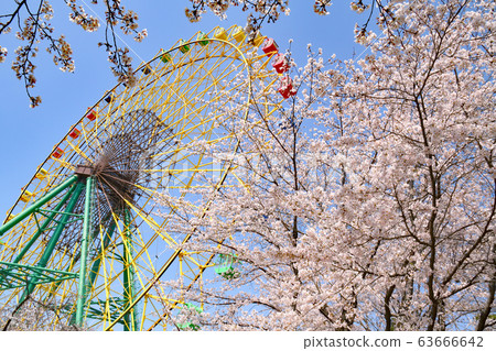 Ferris wheel of Kezo-ji Park and Yoshino Somei Ferris wheel of Kezo-ji Park and Yoshino Somei 63666642