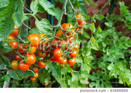 Gardening on the veranda Gardening on the veranda 63666669
