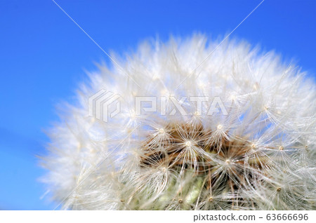 Fluff Fluff 63666696