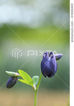 Odamaki (rings) Odamaki (rings) 63666869