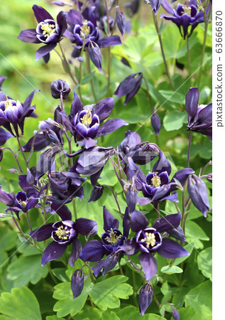 Odamaki (rings) 63666870