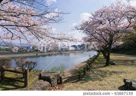 Hitoyoshi Castle Ruins of Sakura 63667139