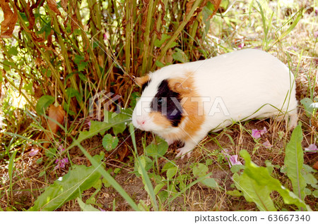 guinea pig walks in the fresh air and eating green guinea pig walks in the fresh air and eating green 63667340