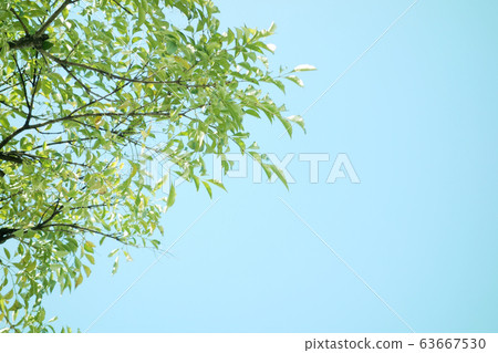 天空樹花 天空樹花 63667530