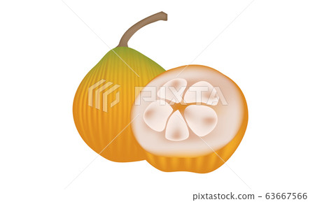 Thai fruit Sentul fruit isolated on white 63667566