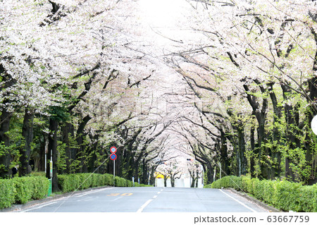 櫻花隧道 櫻花隧道 63667759