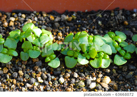 A lot of germinated basil sprouts 63668072