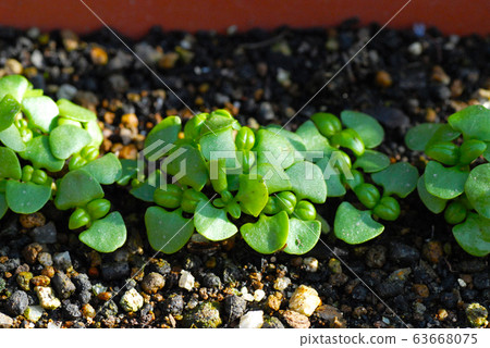 很多發芽的羅勒芽 63668075