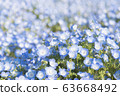 Nemofila花園 63668492