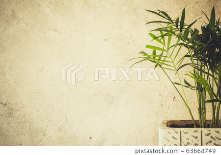 Potted plant Chamaedorea elegans near gray concrete wall. Potted plant Chamaedorea elegans near gray concrete wall. 63668749