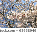 Cherry Blossoms Yoshino cherry tree 63668946