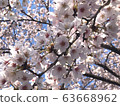 Cherry Blossoms Yoshino cherry tree 63668962