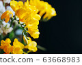 Freesia 63668983