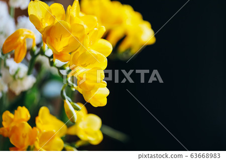 Freesia 63668983
