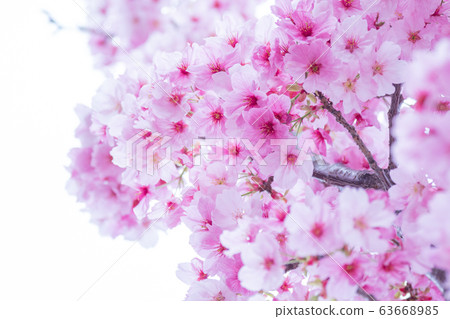 Sunshine cherry blossoms on white background 63668985