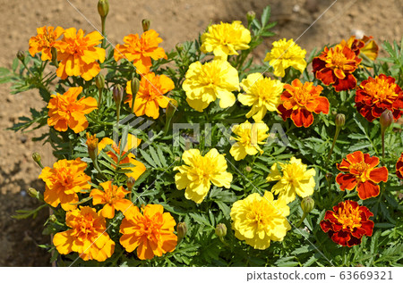 Marigold  63669321