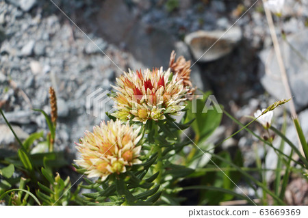 Flowers of the Altai Mountains. Rhodiola algida 63669369