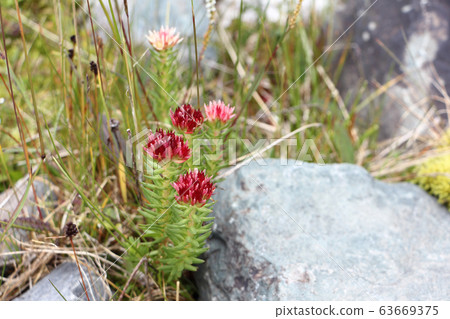 Flowers of the Altai Mountains. Rhodiola algida 63669375
