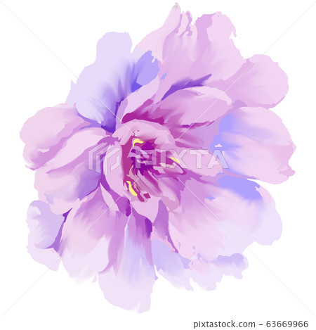 Beautiful elegant abstract purple roses and peony flowers Beautiful elegant abstract purple roses and peony flowers 63669966