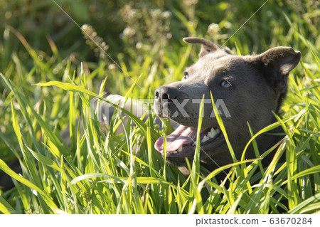草吃狗狗狗比特犬獵犬混合小狗戶外草原自然動物 草吃狗狗狗比特犬獵犬混合小狗戶外草原自然動物 63670284