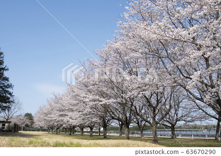 Sakura 4K Sakura Sakura Blue Sky Blooming Spring Spring Equinox April Enrollment Graduation March Yoshino cherry tree 63670290