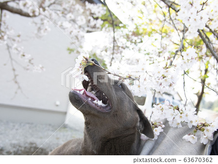 Cherry blossoms, dog, cherry tree, cherry blossom, blue sky, blooming, spring, vernal equinox, april, enrollment, graduation, march, yoshino cherry tree 63670362