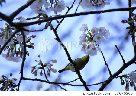 荒尾市四山神社名次郎 63670566