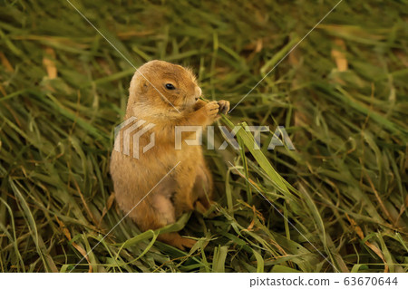Black-tailed prairie dog (Cynomys ludovicianus) at Badlands National Park in South Dakota. Black-tailed prairie dog (Cynomys ludovicianus) at Badlands National Park in South Dakota. 63670644