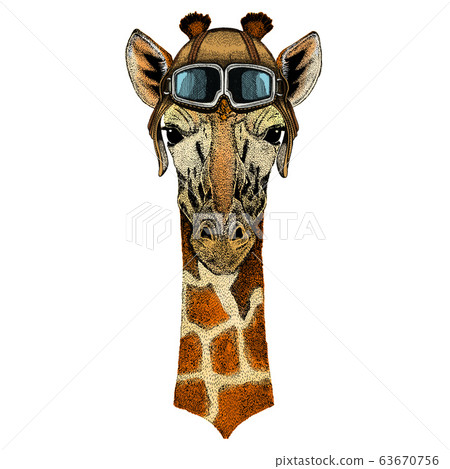 Giraffe head. Portrait of wild animal. Vintage aviator helmet with googles. Giraffe head. Portrait of wild animal. Vintage aviator helmet with googles. 63670756