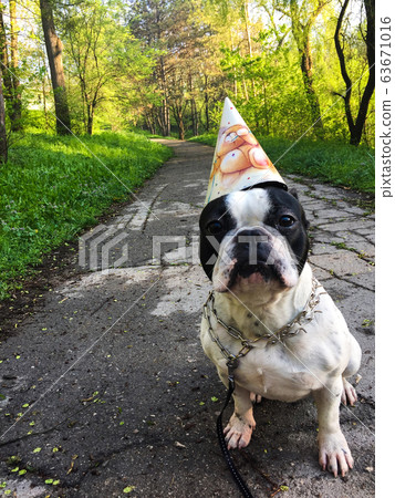 dog on a road dog on a road 63671016