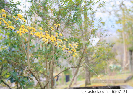 三水之花 三水之花 63671213