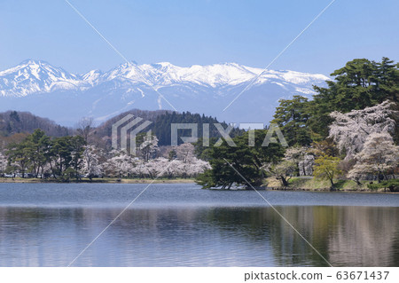 春天的風景福島縣白川南湖公園附近的櫻花 63671437