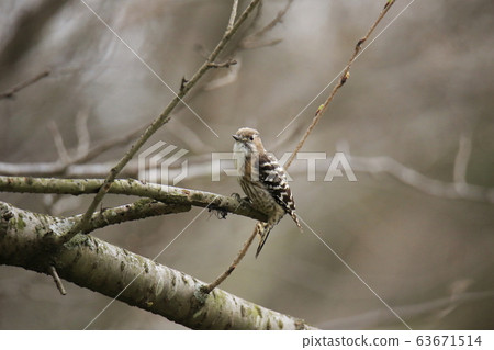 荒尾市四山神社Kogella， 63671514
